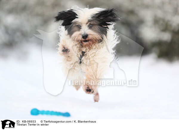 Tibetan Terrier in winter / KB-06933