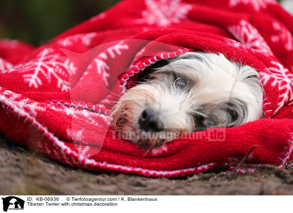 Tibetan Terrier with christmas decoration / KB-06936