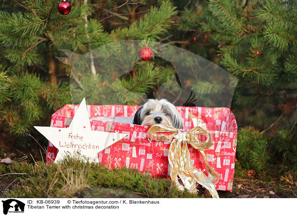 Tibetan Terrier with christmas decoration / KB-06939