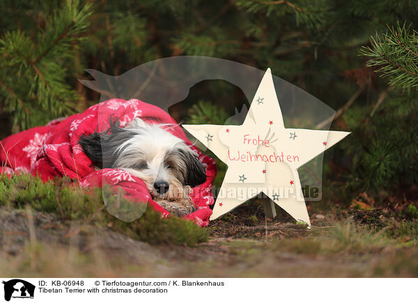 Tibet-Terrier mit Weihnachtsdeko / Tibetan Terrier with christmas decoration / KB-06948