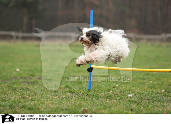 Tibet-Terrier beim Fitness / Tibetan Terrier at fitness / KB-07084