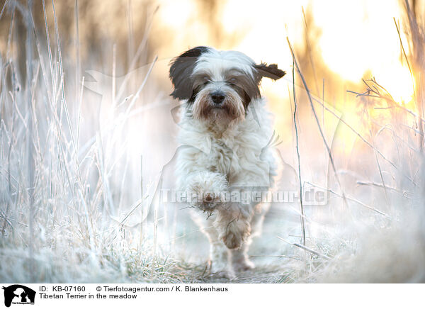 Tibet-Terrier auf der Wiese / Tibetan Terrier in the meadow / KB-07160