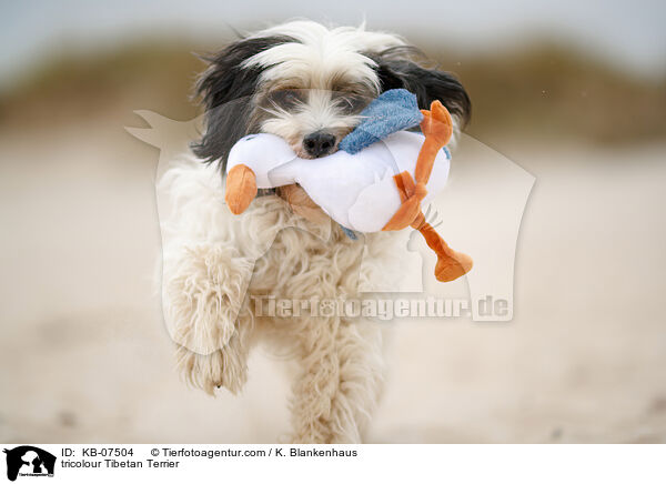 tricolour Tibet-Terrier / tricolour Tibetan Terrier / KB-07504
