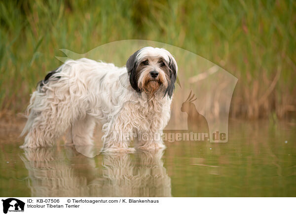 tricolour Tibet-Terrier / tricolour Tibetan Terrier / KB-07506