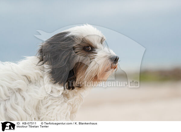 tricolour Tibet-Terrier / tricolour Tibetan Terrier / KB-07511