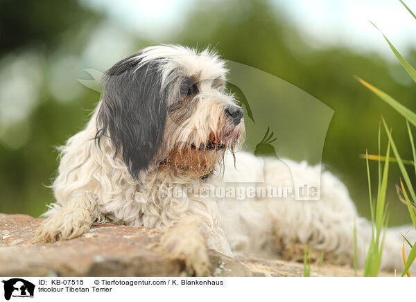 tricolour Tibet-Terrier / tricolour Tibetan Terrier / KB-07515