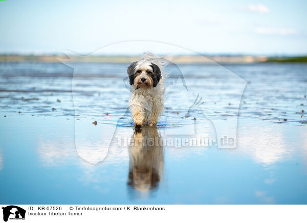 tricolour Tibetan Terrier / KB-07526