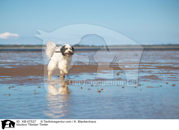 tricolour Tibet-Terrier / tricolour Tibetan Terrier / KB-07527