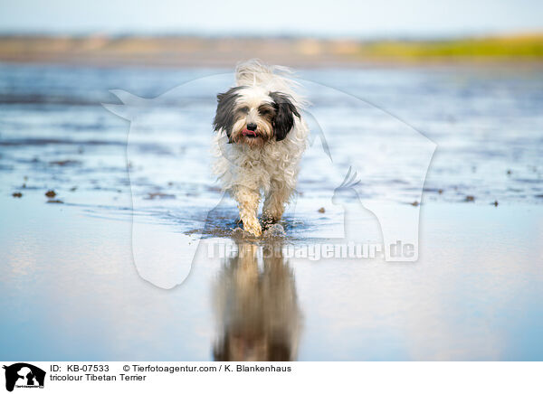 tricolour Tibetan Terrier / KB-07533
