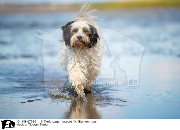 tricolour Tibetan Terrier / KB-07536