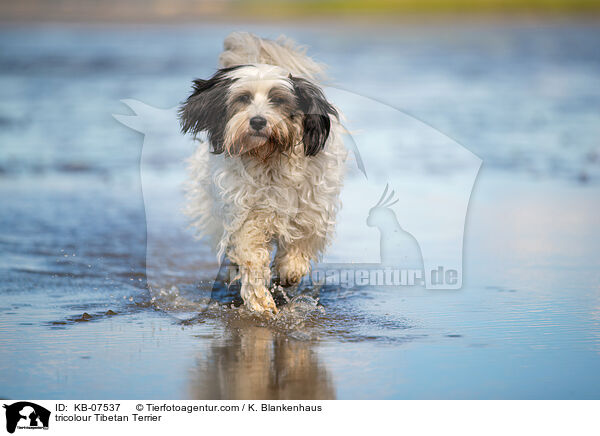 tricolour Tibetan Terrier / KB-07537