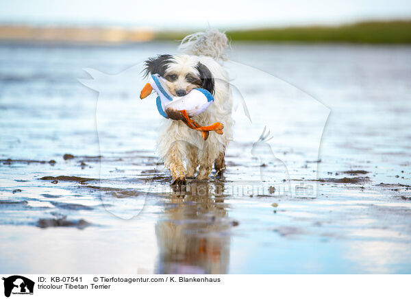 tricolour Tibetan Terrier / KB-07541