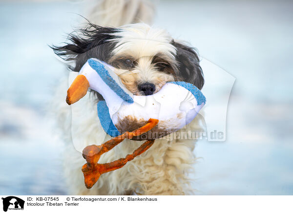 tricolour Tibetan Terrier / KB-07545