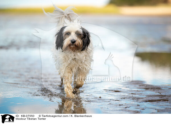 tricolour Tibetan Terrier / KB-07550