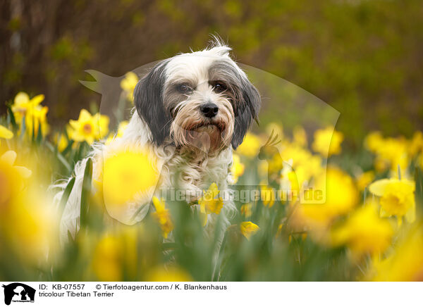 tricolour Tibetan Terrier / KB-07557