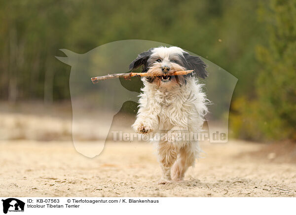 tricolour Tibetan Terrier / KB-07563