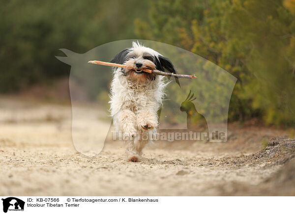 tricolour Tibetan Terrier / KB-07566
