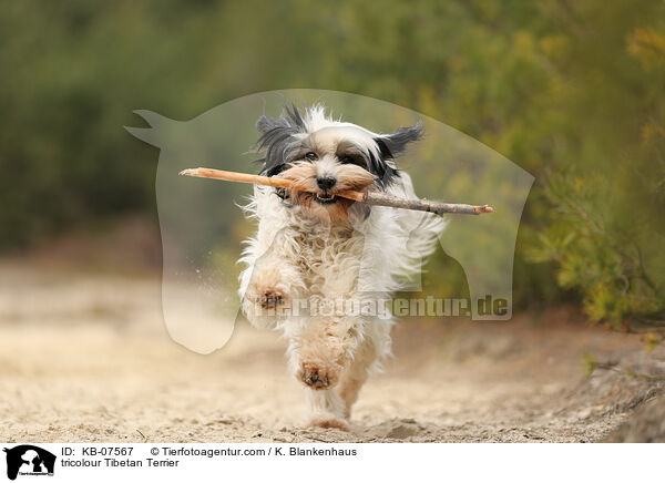 tricolour Tibet-Terrier / tricolour Tibetan Terrier / KB-07567