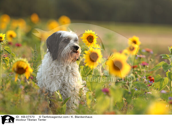 tricolour Tibetan Terrier / KB-07570