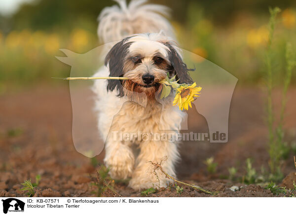 tricolour Tibetan Terrier / KB-07571