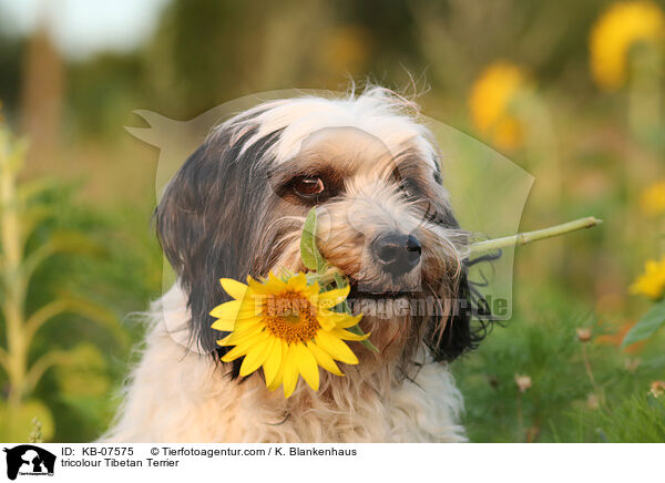 tricolour Tibet-Terrier / tricolour Tibetan Terrier / KB-07575