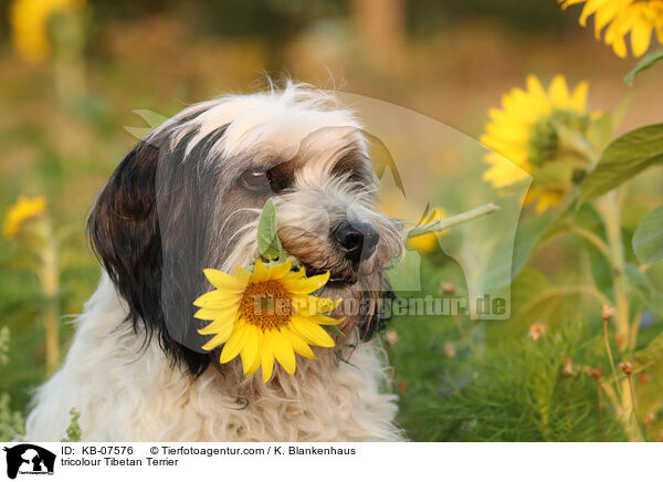 tricolour Tibetan Terrier / KB-07576