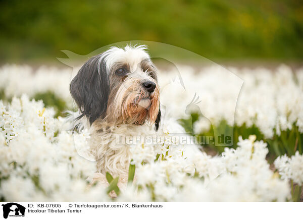 tricolour Tibet-Terrier / tricolour Tibetan Terrier / KB-07605