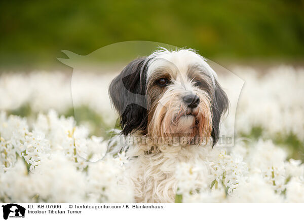 tricolour Tibetan Terrier / KB-07606