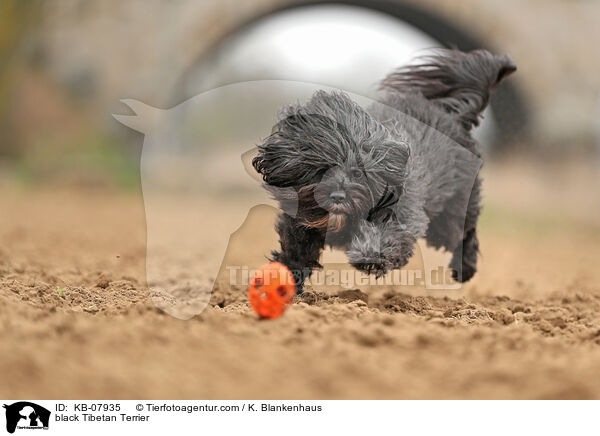 schwarzer Tibet-Terrier / black Tibetan Terrier / KB-07935