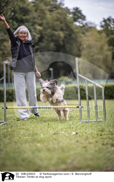 Tibet Terrier beim Hundesport / Tibetan Terrier at dog sport / SIB-02823