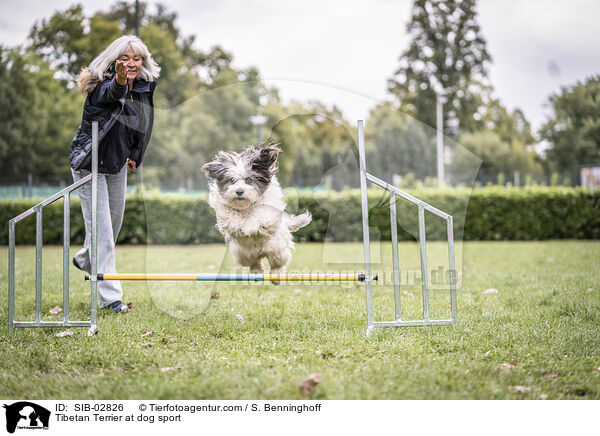 Tibet Terrier beim Hundesport / Tibetan Terrier at dog sport / SIB-02826