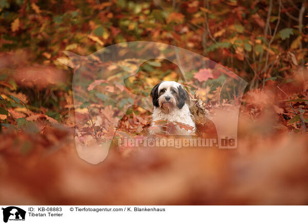 Tibet-Terrier / Tibetan Terrier / KB-08883