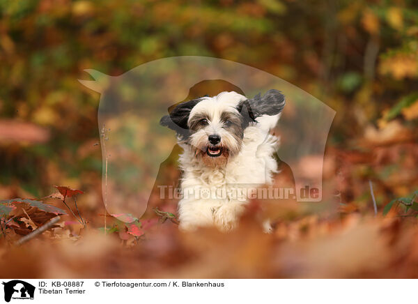 Tibetan Terrier / KB-08887