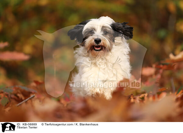 Tibetan Terrier / KB-08889