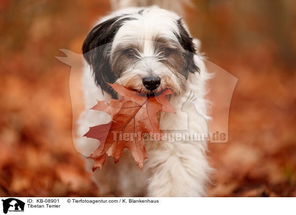 Tibetan Terrier / KB-08901