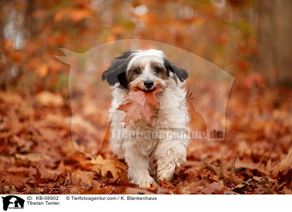 Tibetan Terrier / KB-08902