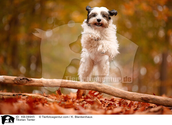 Tibet-Terrier / Tibetan Terrier / KB-08945