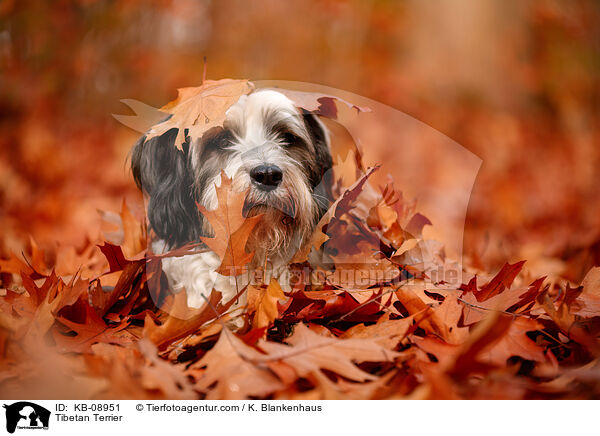 Tibet-Terrier / Tibetan Terrier / KB-08951