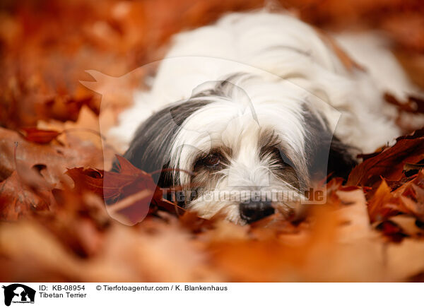Tibetan Terrier / KB-08954