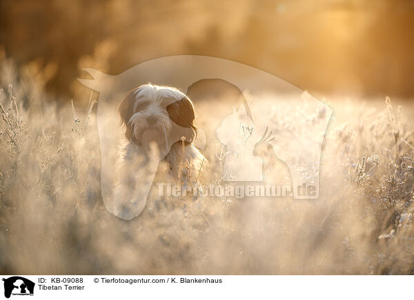 Tibet-Terrier / Tibetan Terrier / KB-09088