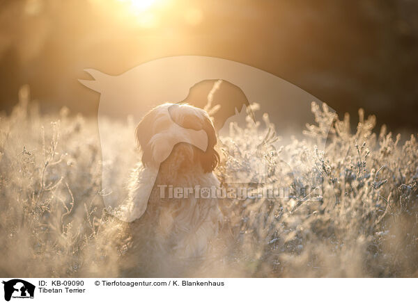Tibet-Terrier / Tibetan Terrier / KB-09090