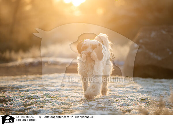 Tibet-Terrier / Tibetan Terrier / KB-09097