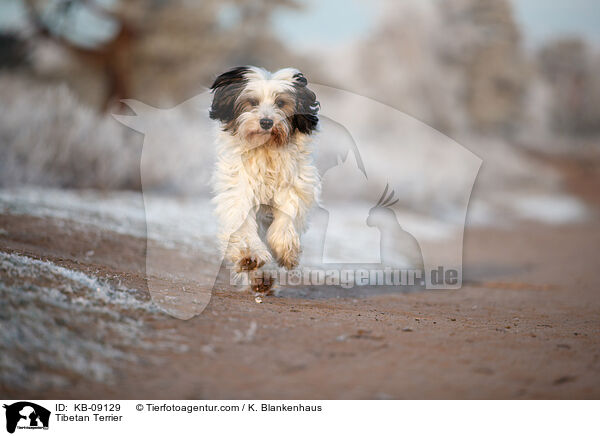 Tibetan Terrier / KB-09129