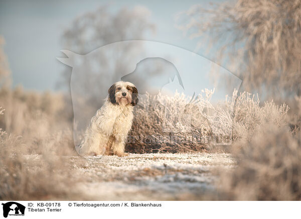 Tibetan Terrier / KB-09178