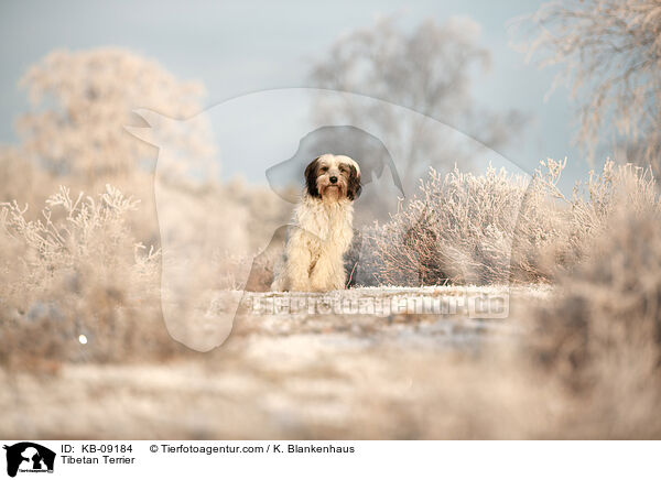 Tibet-Terrier / Tibetan Terrier / KB-09184