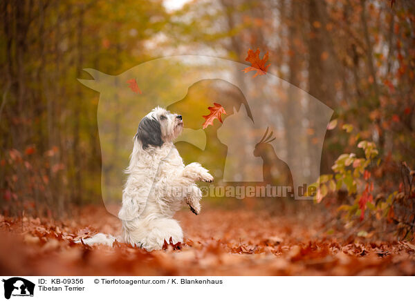 Tibetan Terrier / KB-09356