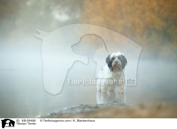 Tibet-Terrier / Tibetan Terrier / KB-09488