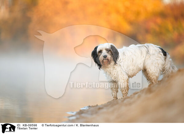 Tibet-Terrier / Tibetan Terrier / KB-09598