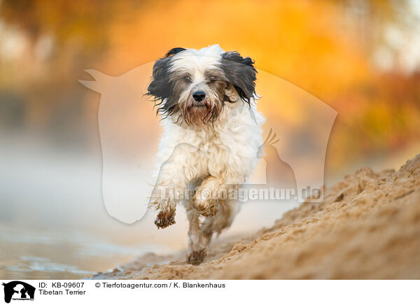 Tibet-Terrier / Tibetan Terrier / KB-09607