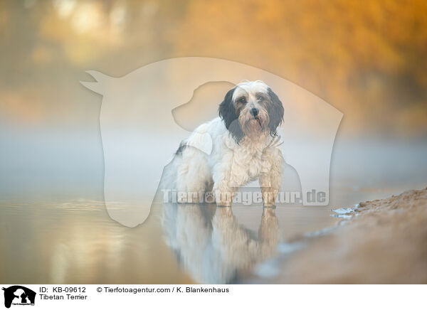 Tibetan Terrier / KB-09612